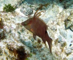 This Hogfish was seen this April at Isla Mujeres. The pho... by Bonnie Conley 